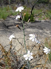 stephanomeria exigua ssp. deanei